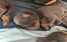 Dobermann dogs for sale: Doberman Puppies For Sale with FREE pet insurance - Image 8