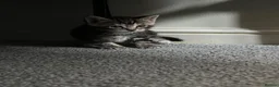 American Wirehair cats for sale: American wirehair/Long hair kittens for sale  - Advert 11