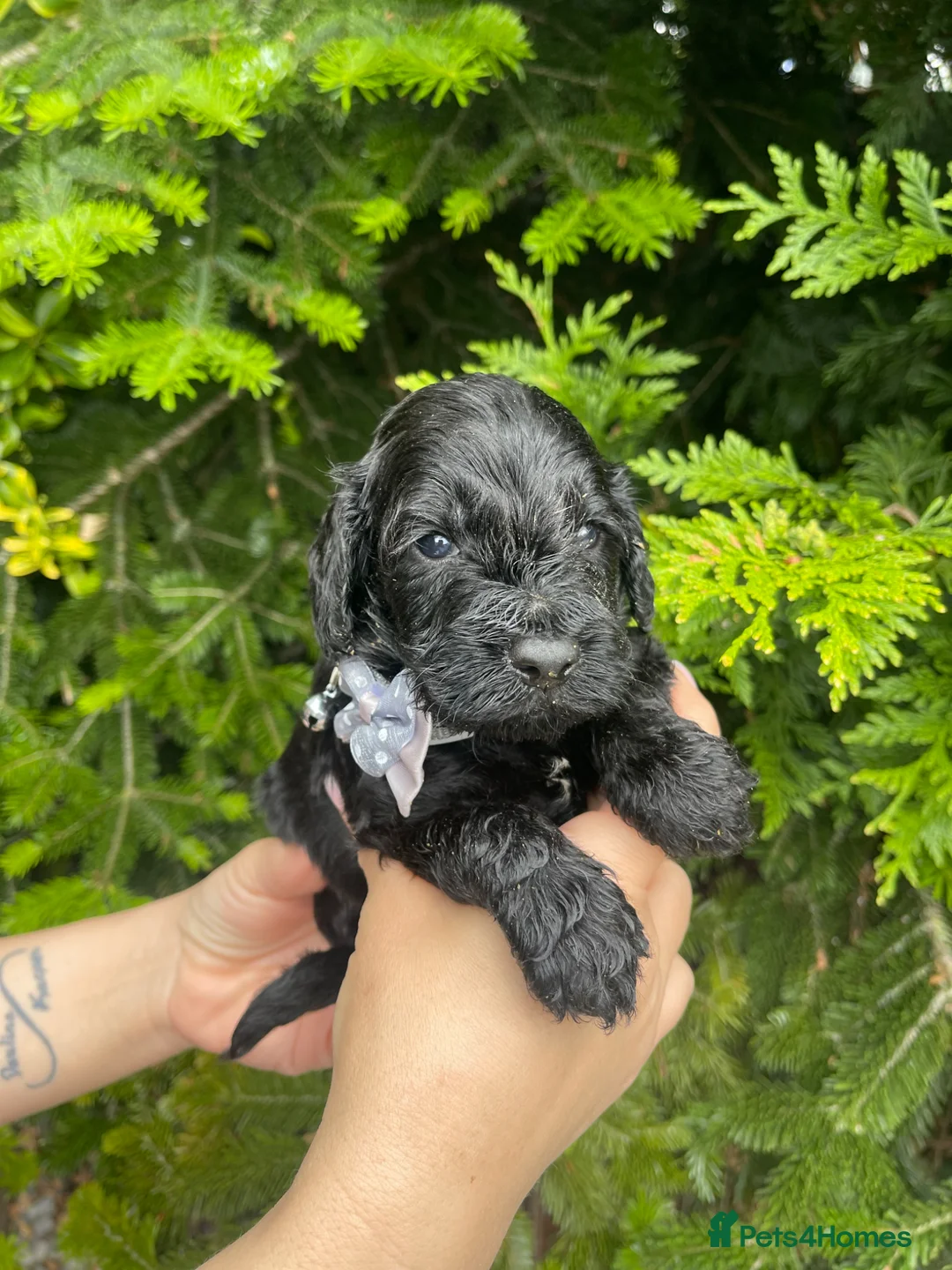 Cockapoo dogs for sale: Cockapoo - Advert 18