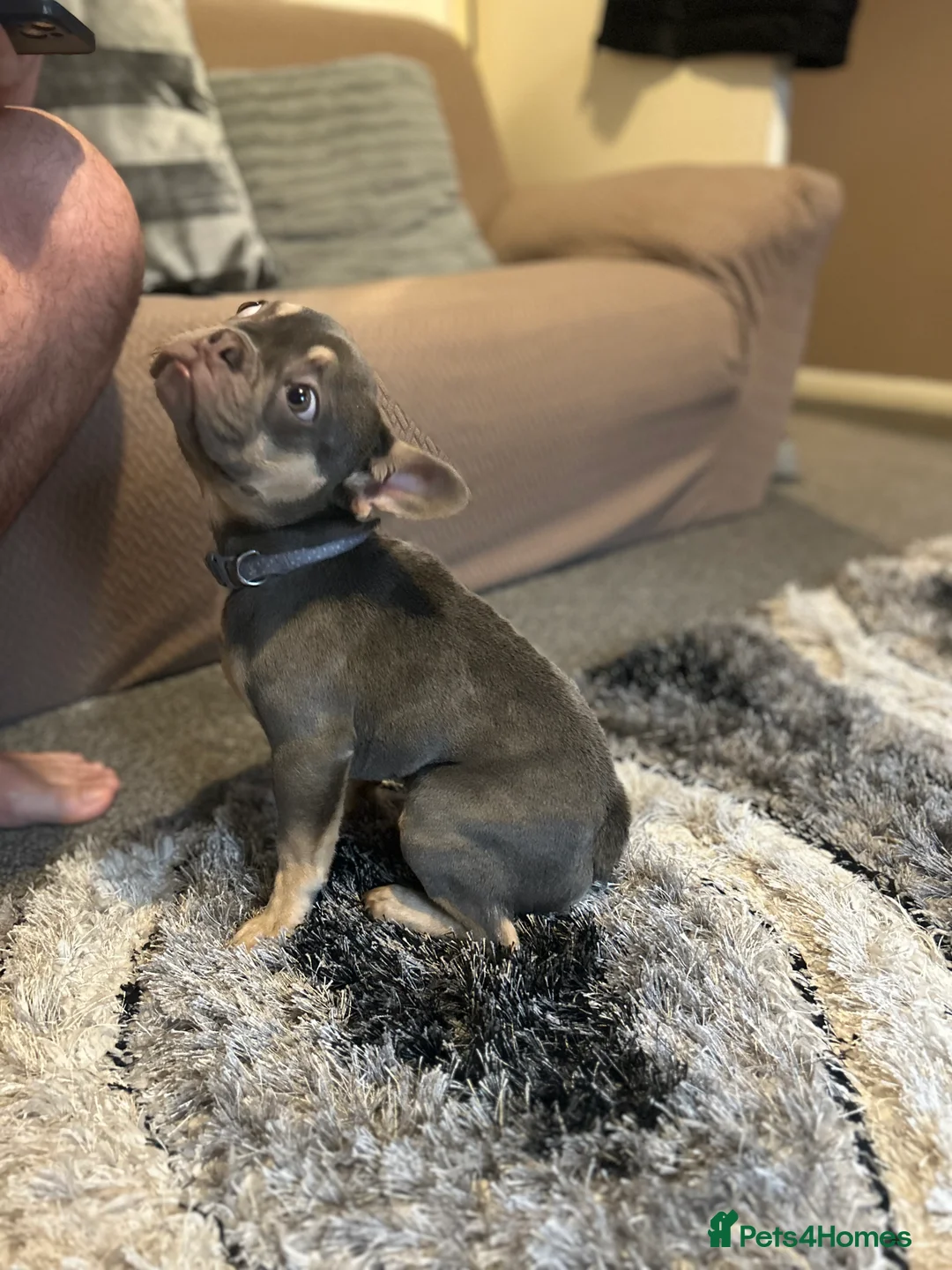 French Bulldog dogs for sale: Stunning 6 month girl Frenchie - Advert 6