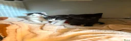 Mixed Breed cats for sale: Boy kittens available  in Maidstone - Advert 5