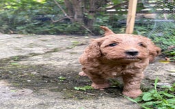 Australian Labradoodle dogs for sale: Australian Labradoodle Puppy - Image 9