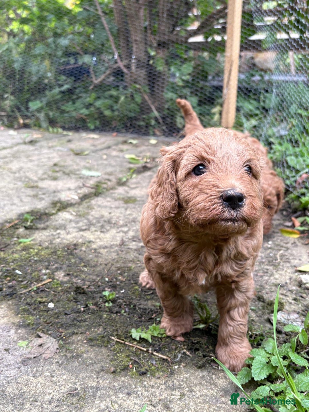 Australian Labradoodle dogs for sale: Australian Labradoodle Puppy - Image 9