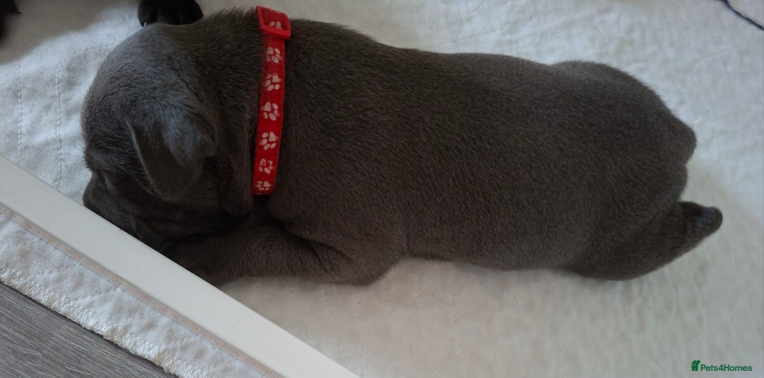 Staffordshire Bull Terrier dogs for sale: 1 female blue available ready to leave 28th August - Image 2