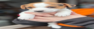 Jack Russell Puppy 2