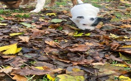 Parson Russell dogs for sale: 1 boy 1 girl parson Russel available - Image 2