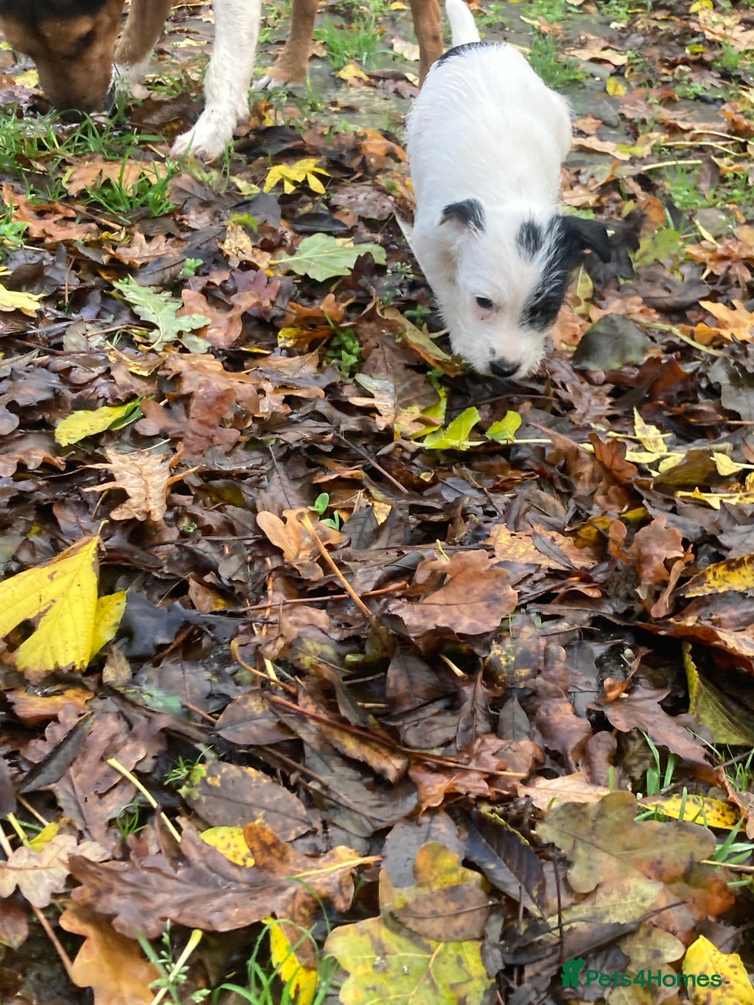 Parson Russell dogs for sale: 1 boy 1 girl parson Russel available - Image 2