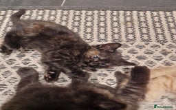 European cats for sale: 4 adorable healthy kittens - Image 10