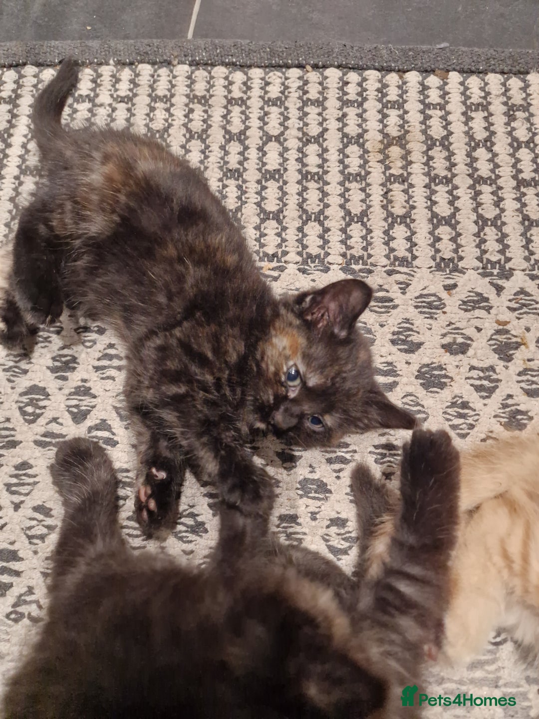 European cats for sale: 4 adorable healthy kittens - Image 10