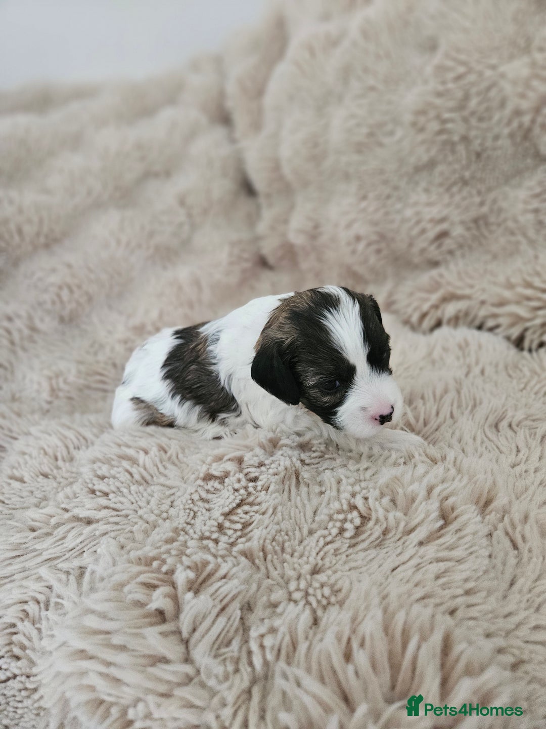 Mixed Breed dogs for sale: Cavapoo/Shihpoo mix - Image 7