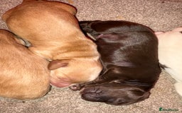Cocker Spaniel dogs for sale: KC FTCH working cocker spaniel puppy’s  - Image 12
