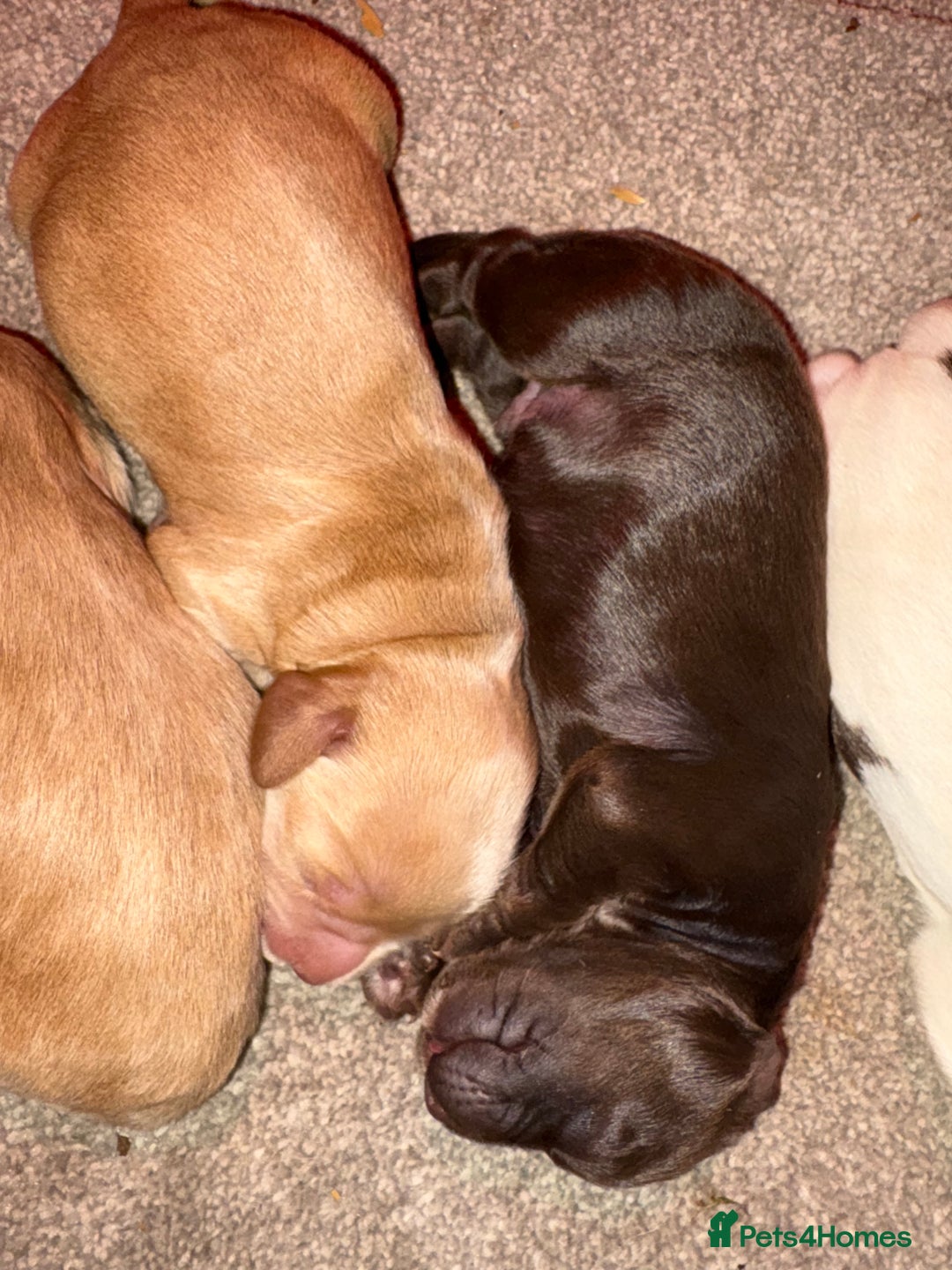 Cocker Spaniel dogs for sale: KC FTCH working cocker spaniel puppy’s  - Image 12