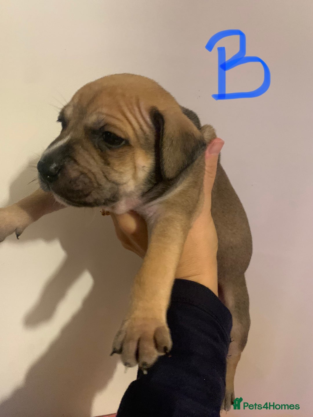 Staffordshire Bull Terrier dogs for sale: Staffordshire Bull Terrier puppies  - Image 4