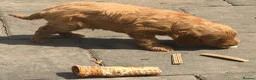 Cockapoo dogs for sale: Cockapoo f1 pups  - Advert 6