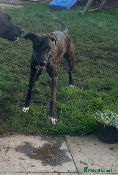 Mixed Breed dogs Delta - Advert 1