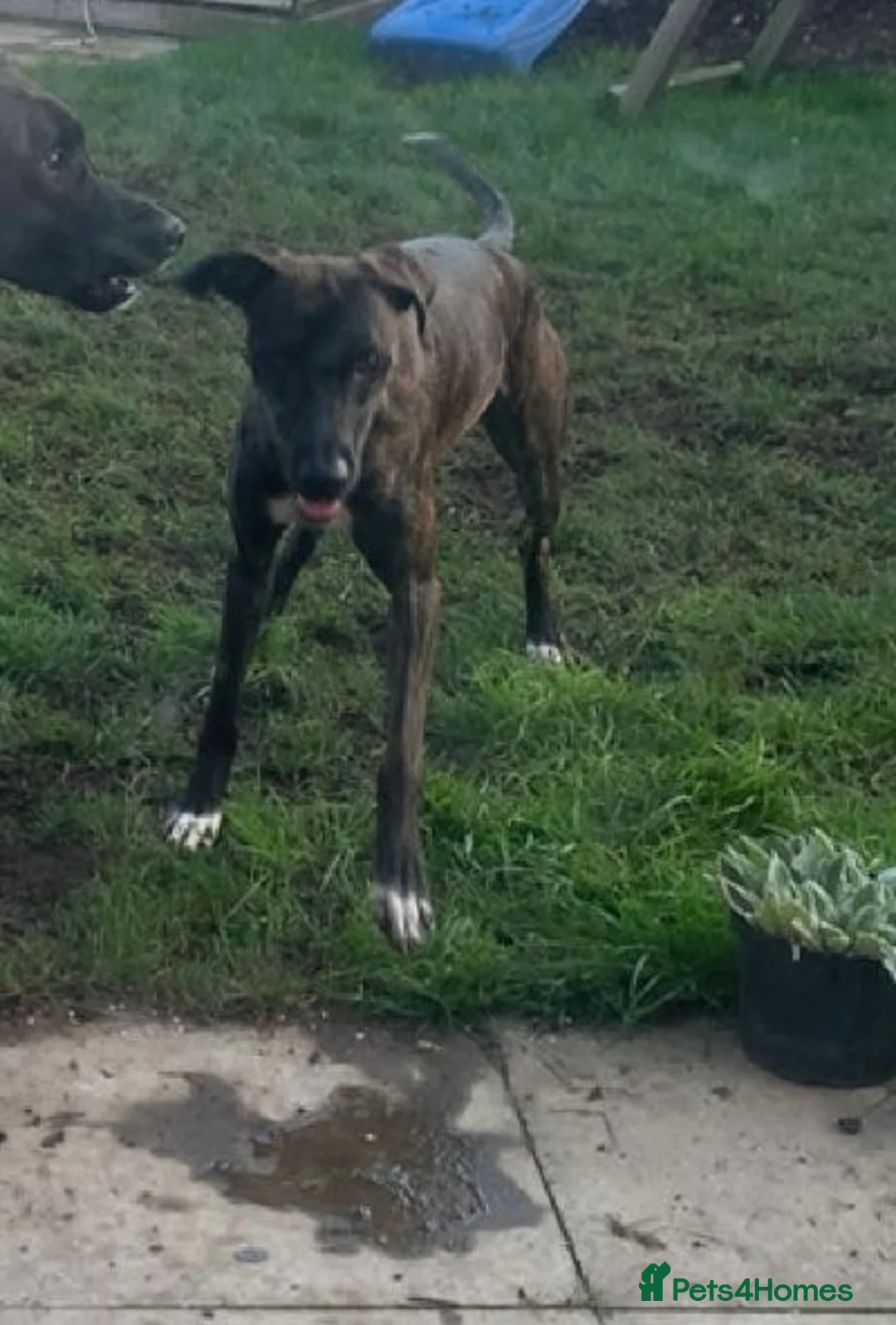 Mixed Breed dogs for sale: Delta - Advert 1