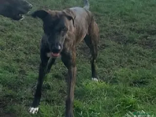 Mixed Breed dogs Delta - Advert 1