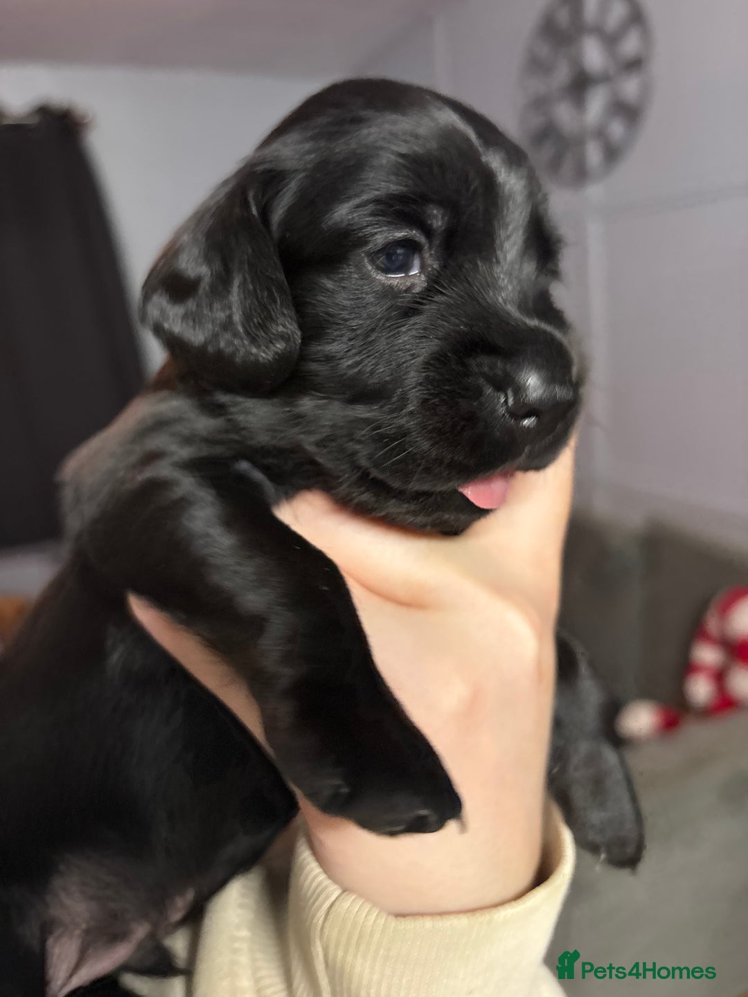 Cockerdor dogs for sale: Cockerdor puppies - Advert 8