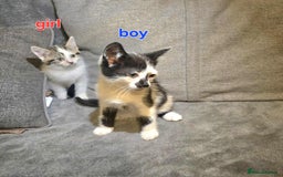Brazilian Shorthair cats for sale: Beautiful kittens bsh - Image 1