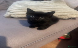 Mixed Breed cats for sale: Full black kitten .  - Image 3