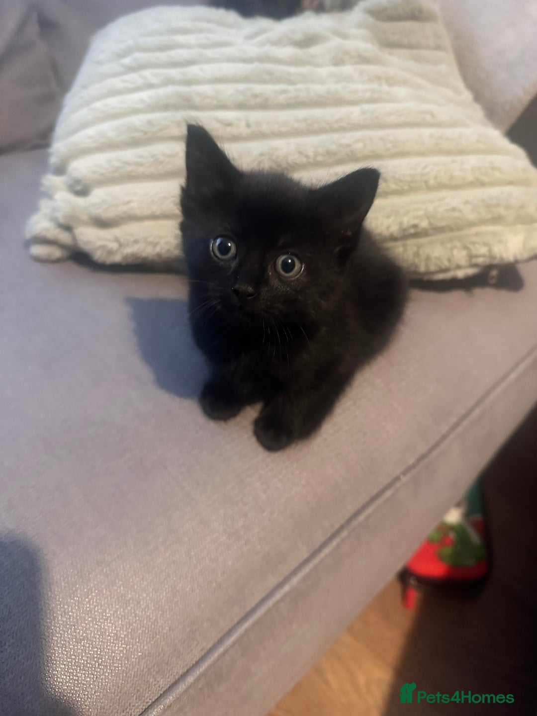 Mixed Breed cats for sale: Full black kitten .  - Image 3