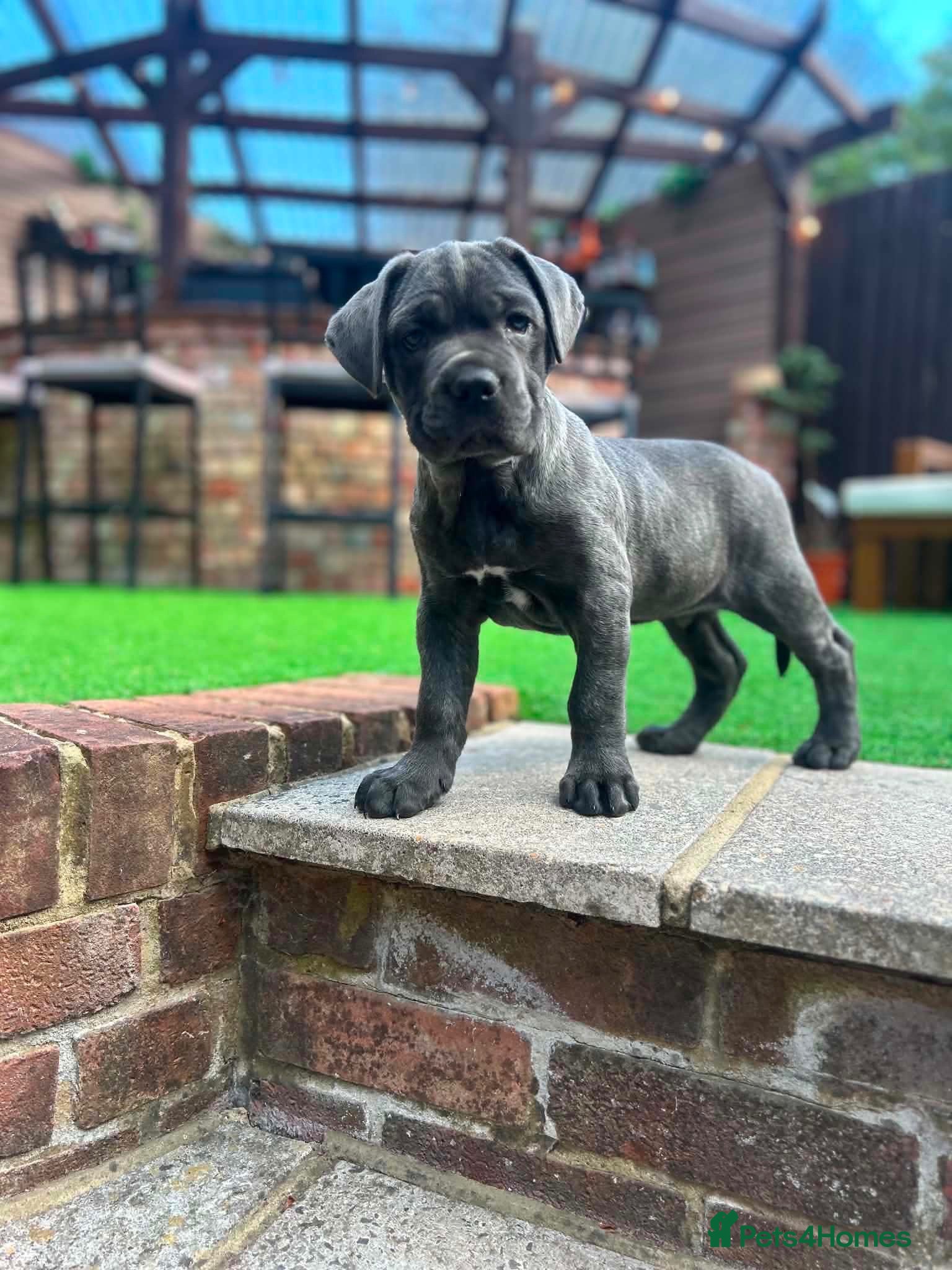 Mixed Breed dogs 💙Ready now 💙Mastiff x cane corso with blue eyes  - Advert 7
