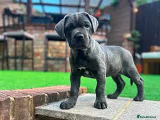 Mixed Breed dogs 💙Ready now 💙Mastiff x cane corso with blue eyes - Advert 7