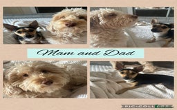 Mixed Breed dogs for sale: REDUCED - Cockapoochi Puppies - READY TO VIEW 🐶 - Image 15