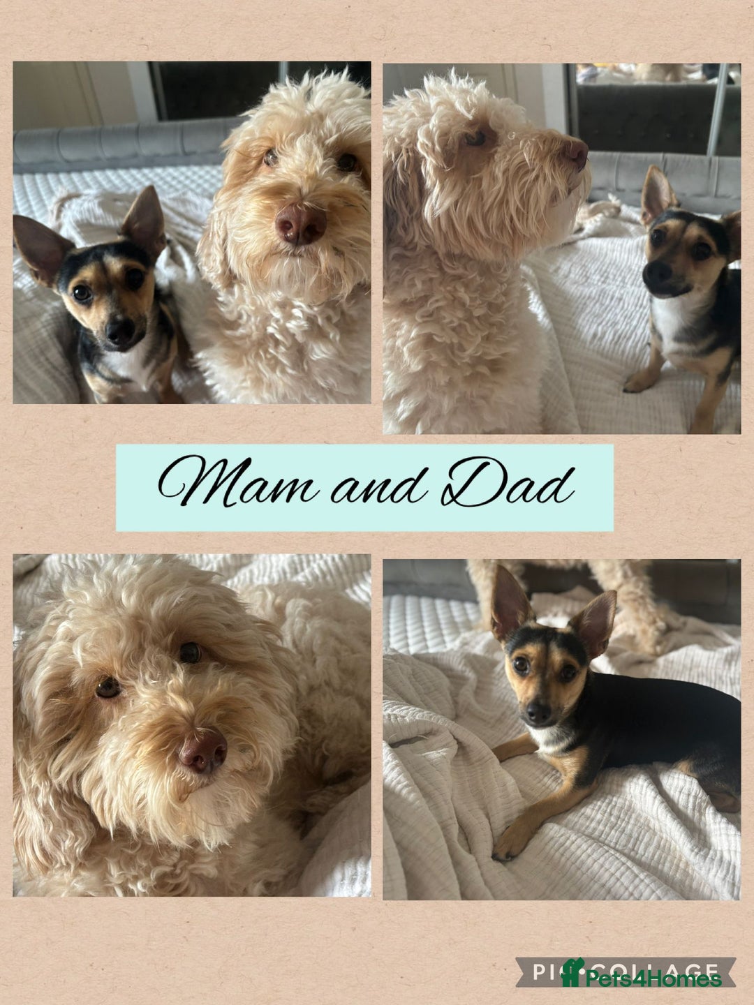 Mixed Breed dogs for sale: REDUCED - Cockapoochi Puppies - READY TO VIEW 🐶 - Image 15