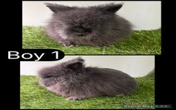 Lionhead rabbits for sale: Beautiful double mained Lionhead babies  - Image 2