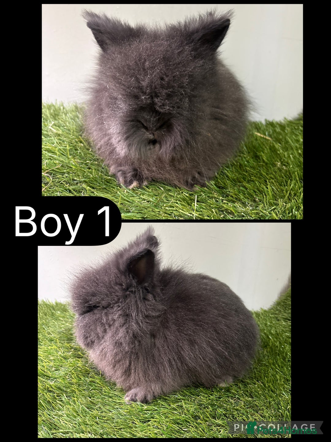 Lionhead rabbits for sale: Beautiful double mained Lionhead babies  - Image 2