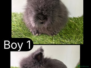 Lionhead rabbits Beautiful double mained Lionhead babies - Advert 2