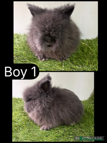 Lionhead rabbits Beautiful double mained Lionhead babies - Advert 1