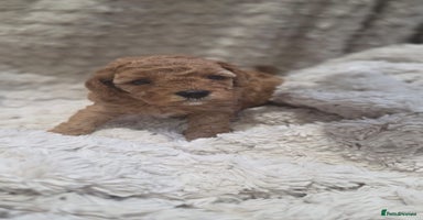 Cavapoo dogs - Advert 5