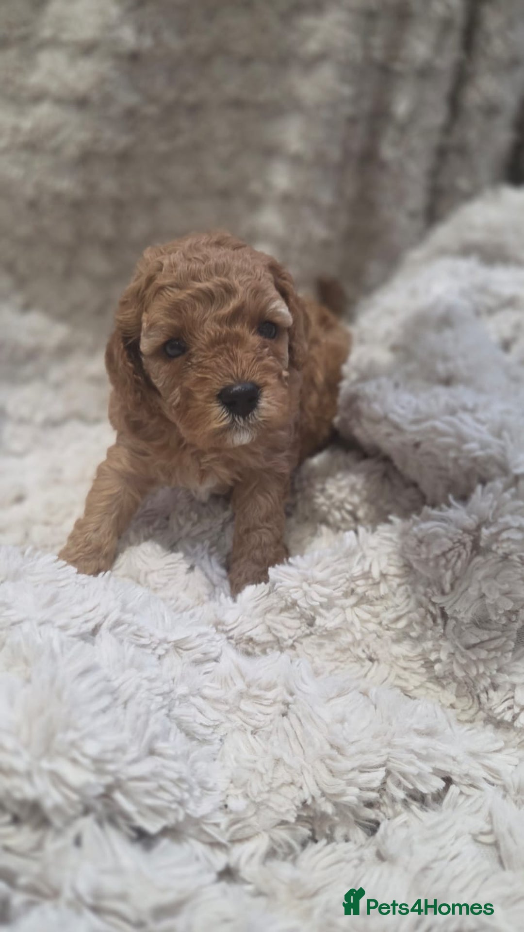 Cavapoo dogs for sale: 🌟 Rare Tiny Toy Cavapoo's F1B - Image 2