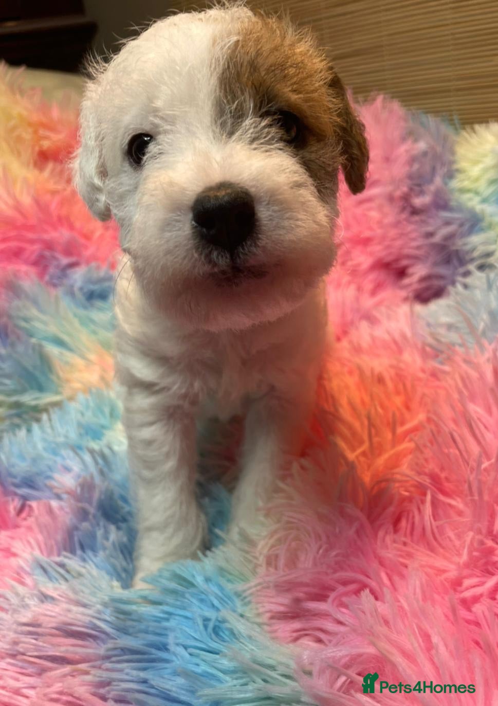 Mixed Breed dogs Wire Fox X Parsons Jack Russell Puppies for Sale - Advert 4