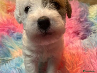 Mixed Breed dogs Wire Fox X Parsons Jack Russell Puppies for Sale - Advert 4