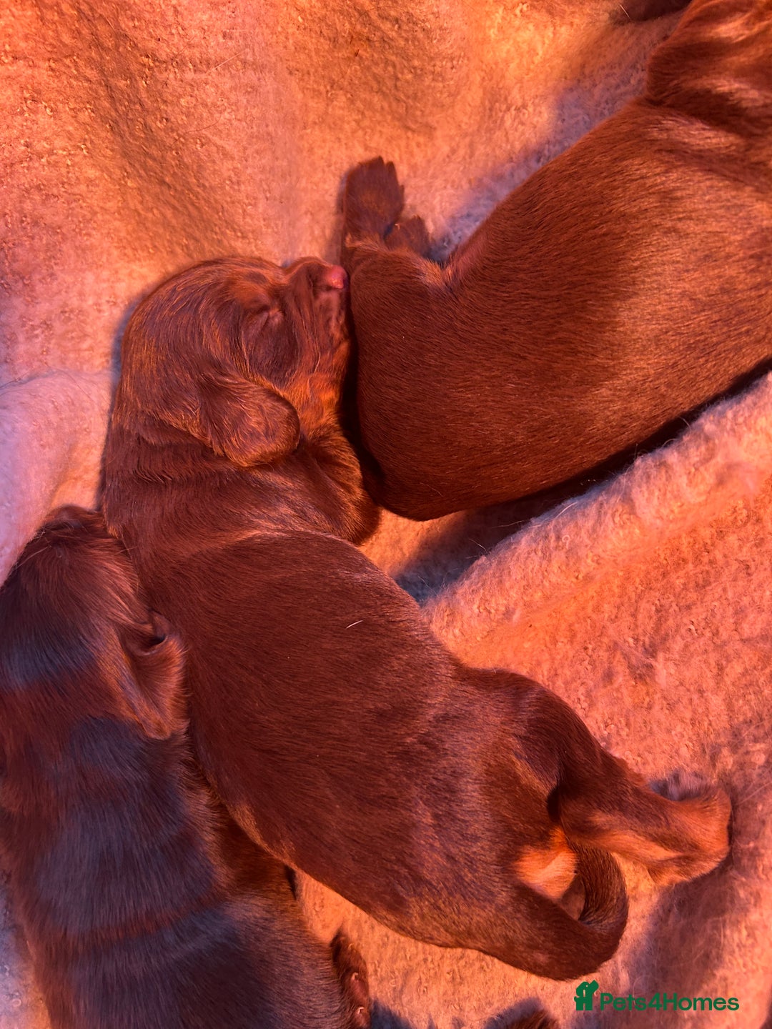 Cocker Spaniel dogs for sale: Stunning Cocker Spaniels 💗 - Advert 4