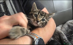 Mixed Breed cats for sale: Three lovely kittens are looking for forever home - Image 23