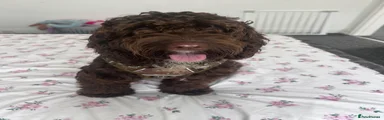Cockapoo