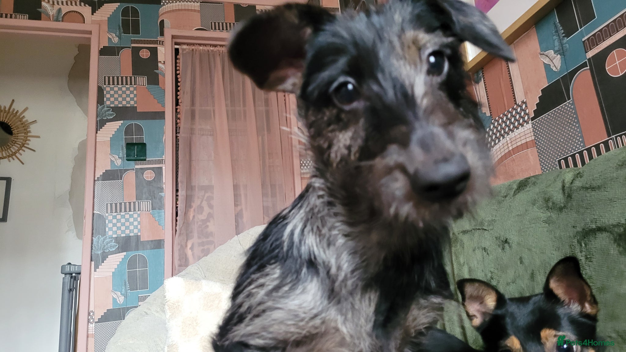 Mixed Breed dogs 8 month female puppy for sale - Advert 1