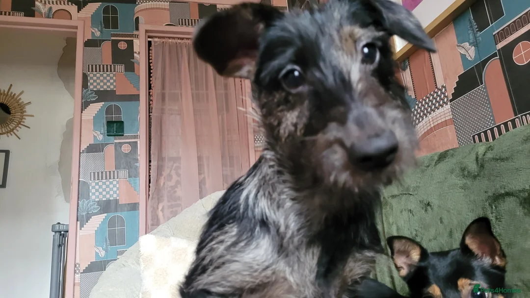 Mixed Breed dogs for sale: 8 month female puppy for sale in London - Advert 1