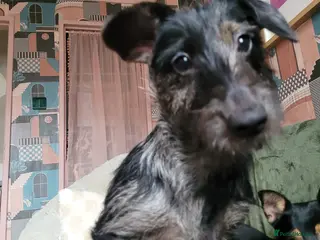 Mixed Breed dogs 8 month female puppy for sale - Advert 1