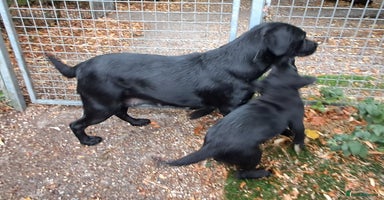 Labrador Retriever dogs - Advert 13