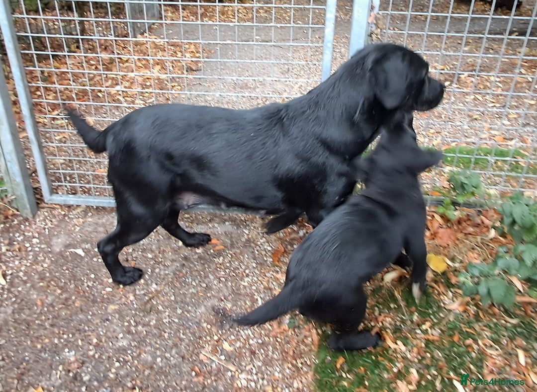 Labrador Retriever dogs for sale: KC Labrador girls, calm, loving and sensible - Image 3