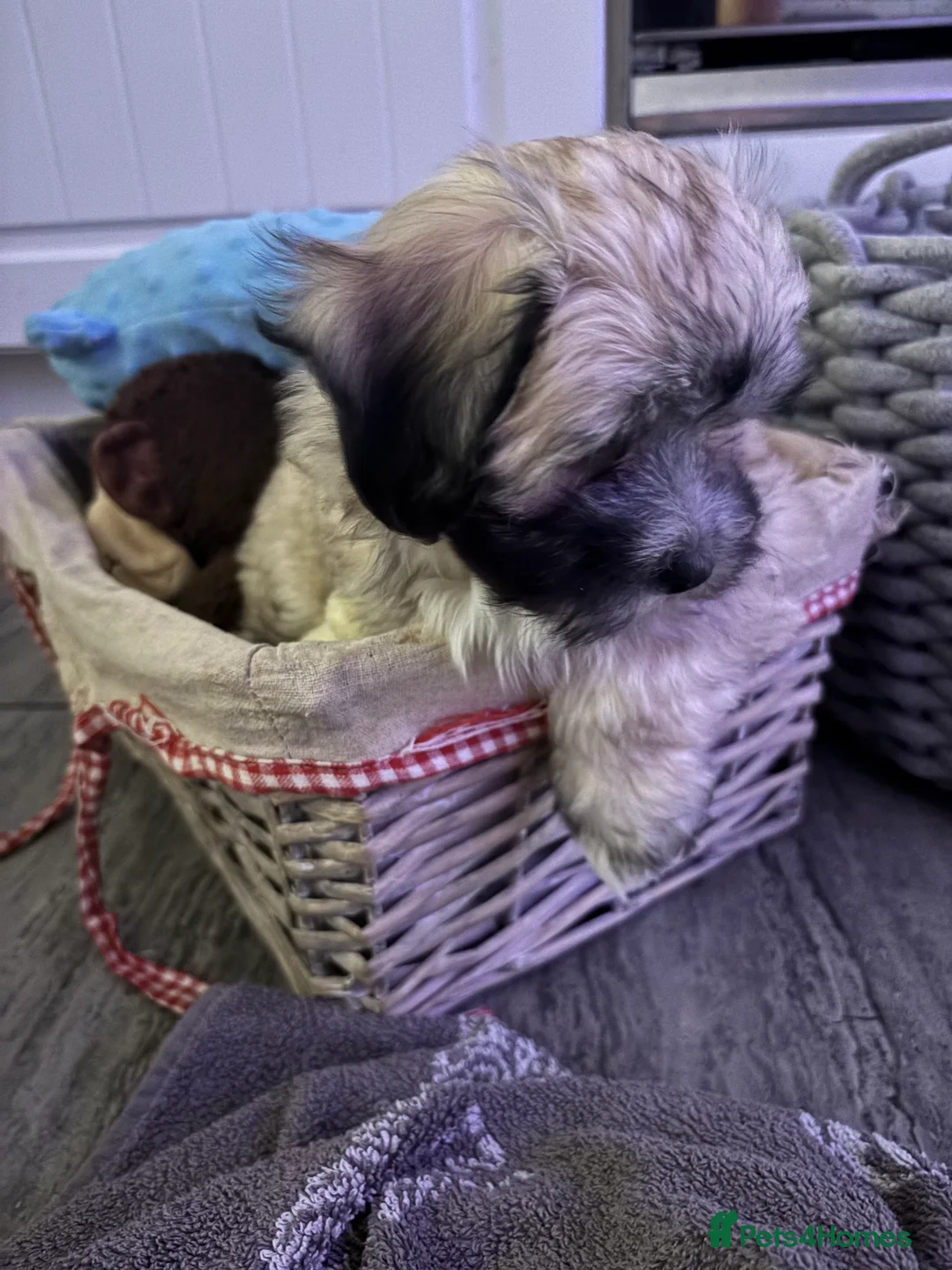 Maltipoo dogs for sale: Maltipoo - Advert 21