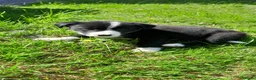 Border Collie dogs for sale: Border collie pups - Advert 6