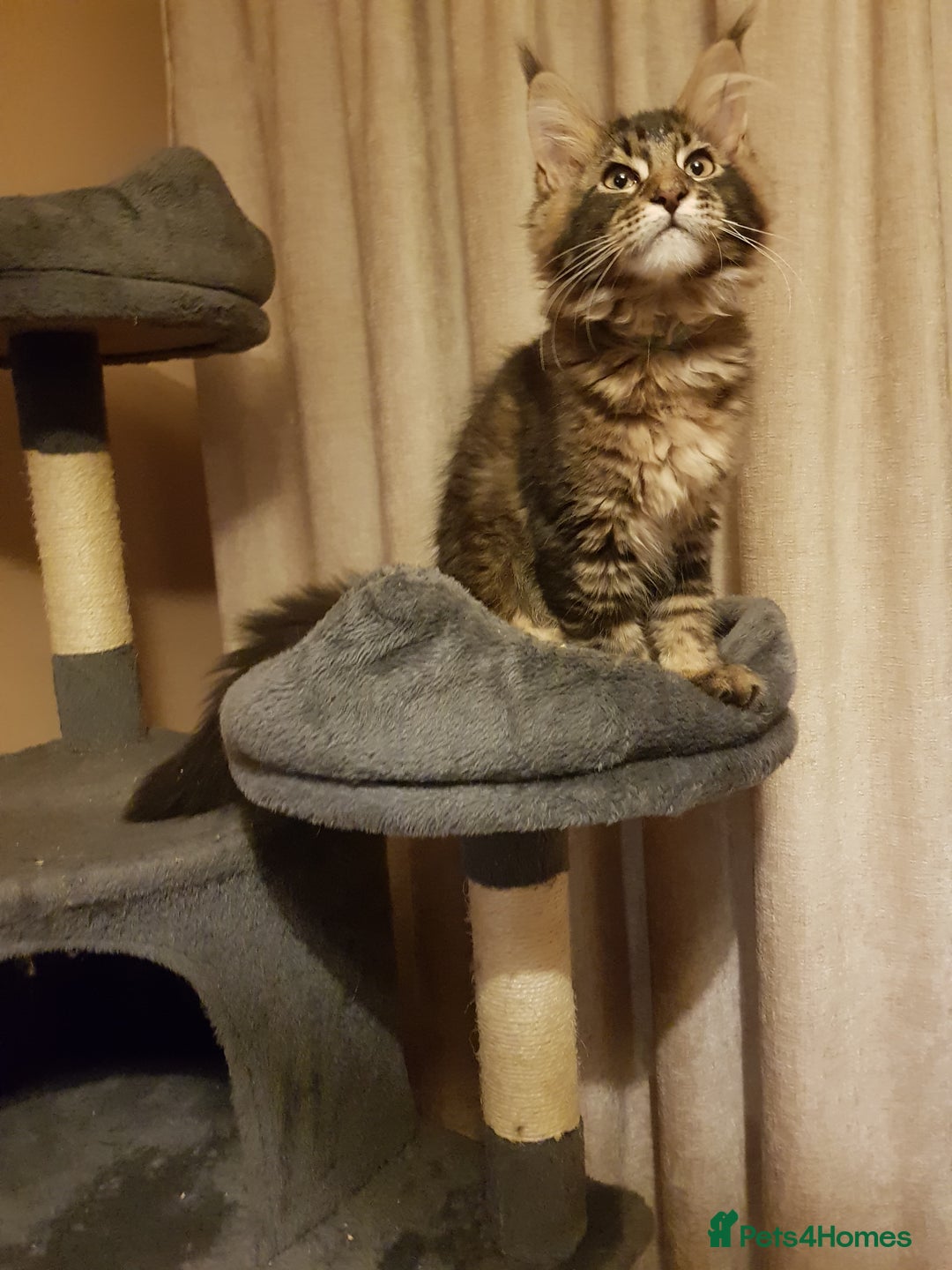 Maine Coon cats for sale: Maine coon kittens ready now  - Advert 10