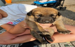 Mixed Breed dogs for sale: Belgian malinois/ border collie  - Image 21