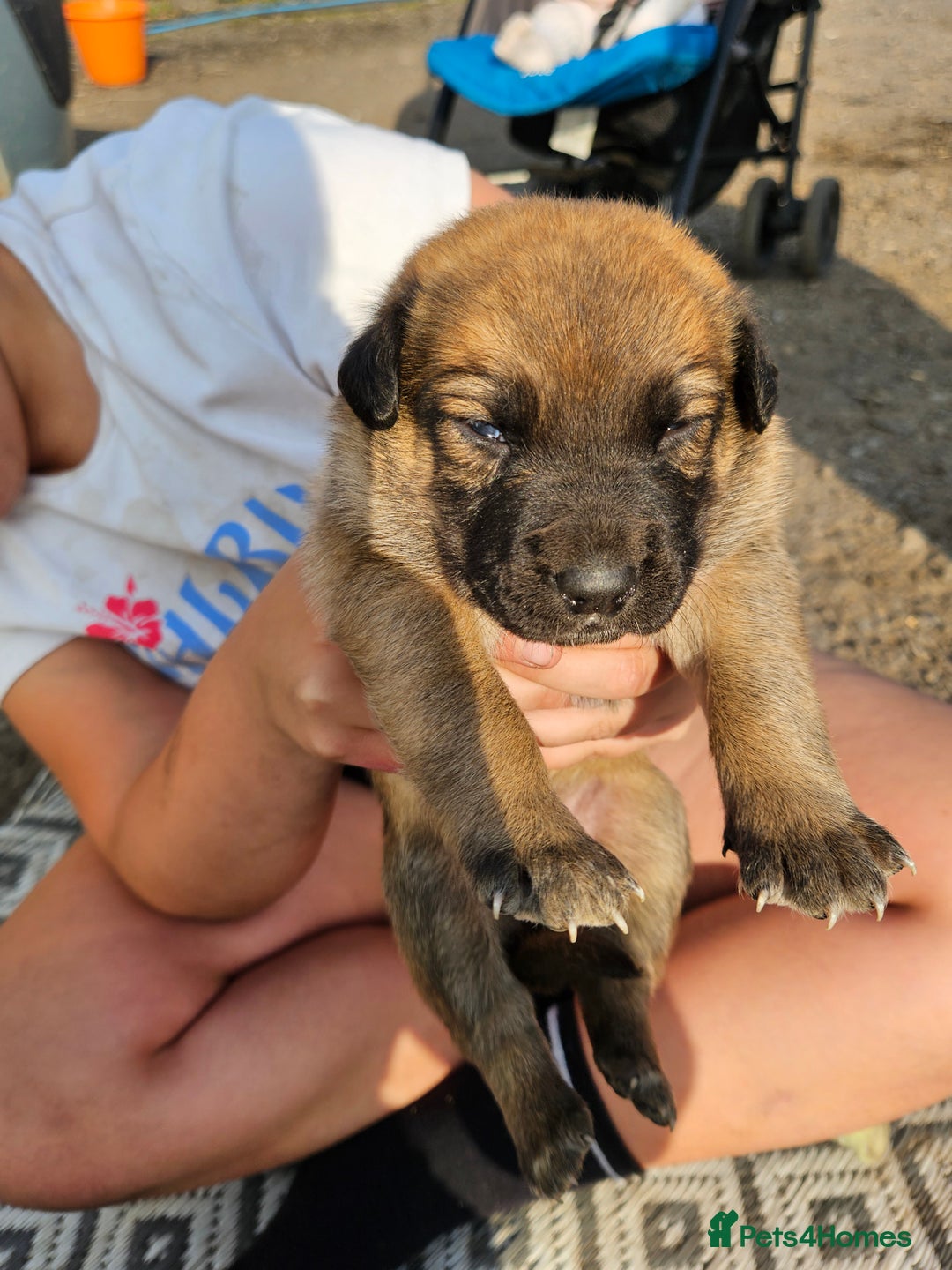 Mixed Breed dogs for sale: Belgian malinois/ border collie  - Image 21